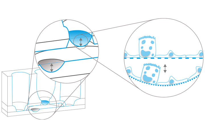 alveolix 3d breathing concept graphic
